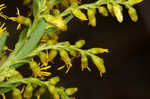 Canada goldenrod